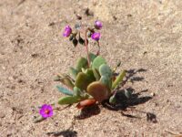 Calandrinia maritima